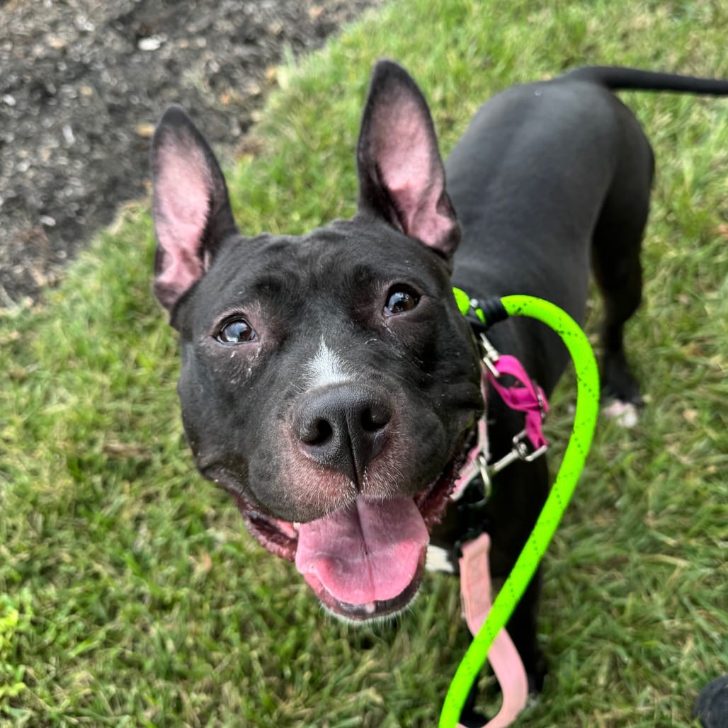 Photo of Sheeba Joy, adoptable Mixed Breed (Medium) in Dayton, Ohio