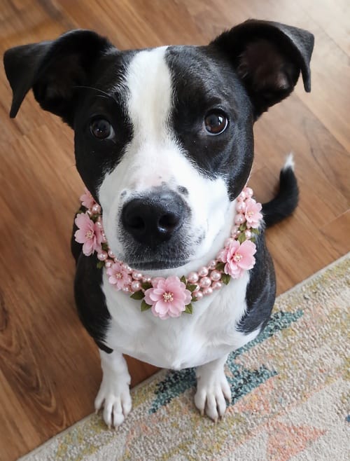 Photo of Bailey Rose, adoptable Labrador Retriever in Berwick, Pennsylvania