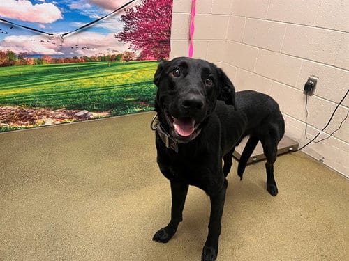 Photo of A554108, adoptable Labrador Retriever in Moreno Valley, California