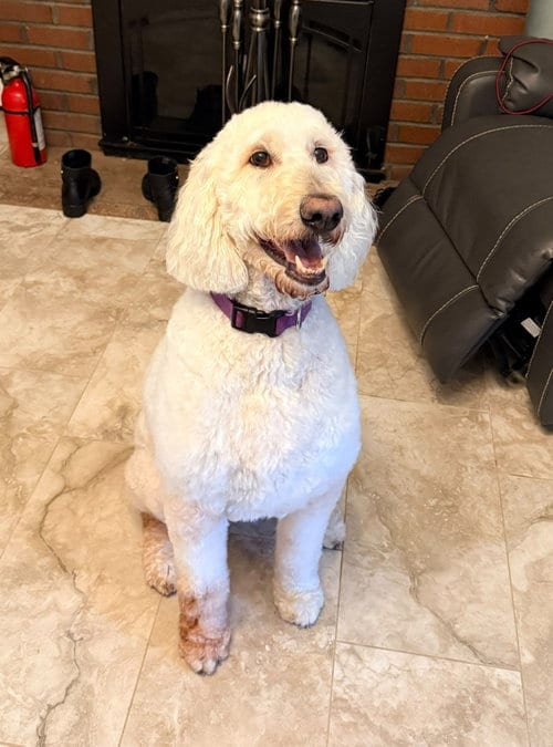 Photo of Daisy, adoptable Poodle (unknown type) in Cliffwood, New Jersey