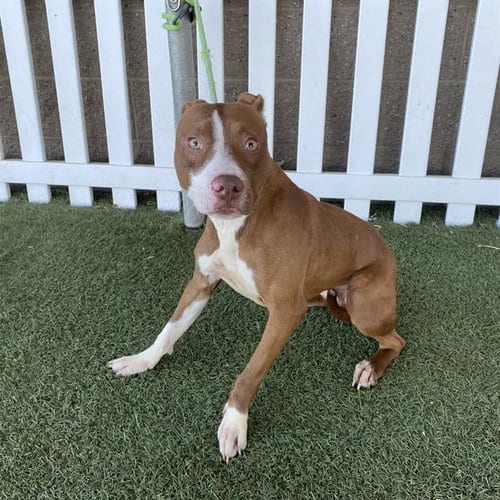 Photo of Ginger Billy, adoptable Pit Bull Terrier in Modesto, California