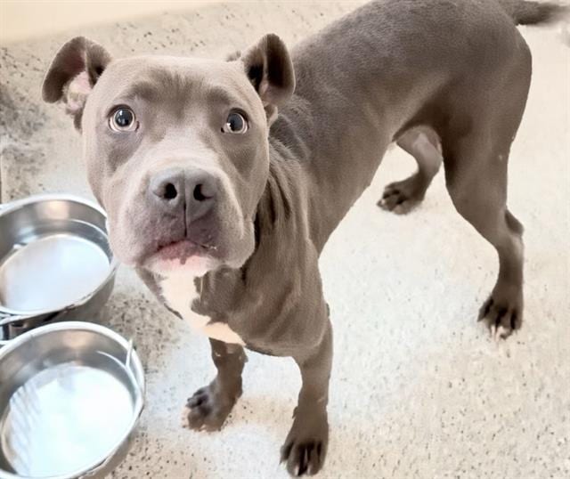 Photo of Senior American Pit Bull Terrier mix, adoptable American Pit Bull Terrier mix in Houston, Texas