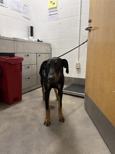 Photo of Saint, adoptable Doberman Pinscher in Forestville, Maryland