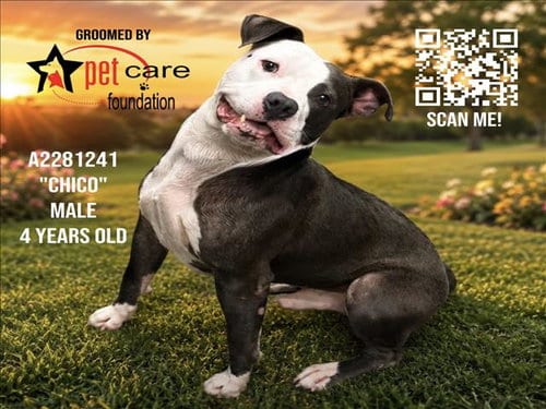 Photo of Chico, adoptable Pit Bull Terrier in Los Angeles, California