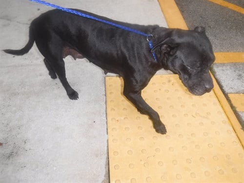 Photo of Kyla, adoptable Terrier in Miami, Florida