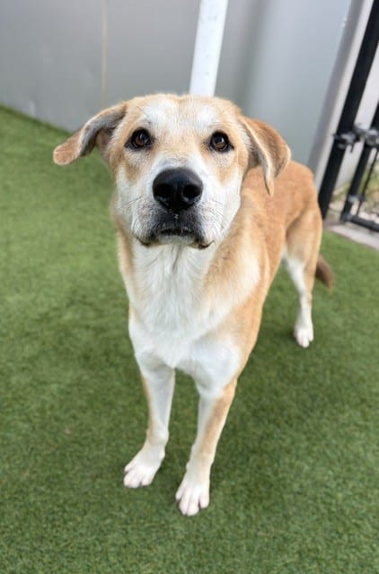 Photo of Finn, adoptable Mixed Breed