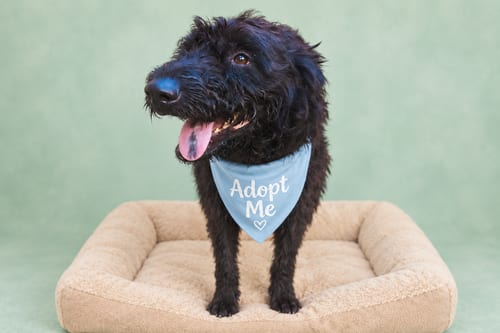 Photo of Moonstone, adoptable Portuguese Water Dog in Inglewood, California