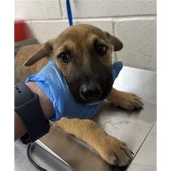 Photo of Georgie, adoptable German Shepherd Dog in San Bernardino, California