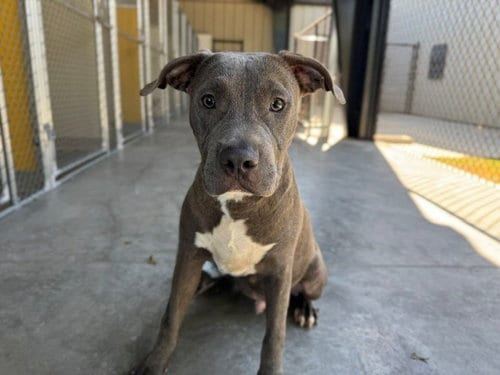 Photo of Chicken, adoptable Pit Bull Terrier in Temple, Texas