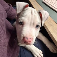 Photo of Silver Dapple (Horse Pup), adoptable Mixed Breed (Medium) in St. Louis, Missouri