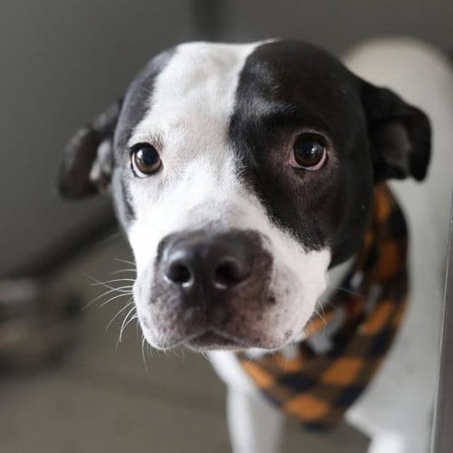 Photo of Helga, adoptable American Staffordshire Terrier in San Antonio, Texas