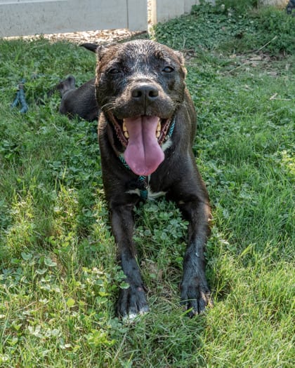 Photo of Minty, adoptable dog in Chamblee, Georgia