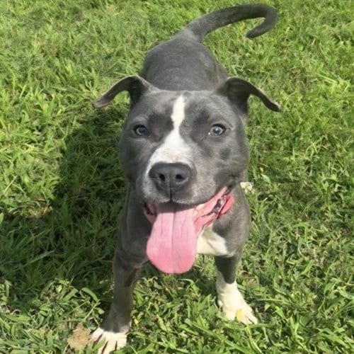 Photo of Diamond, adoptable American Pit Bull Terrier in Baltimore, Maryland