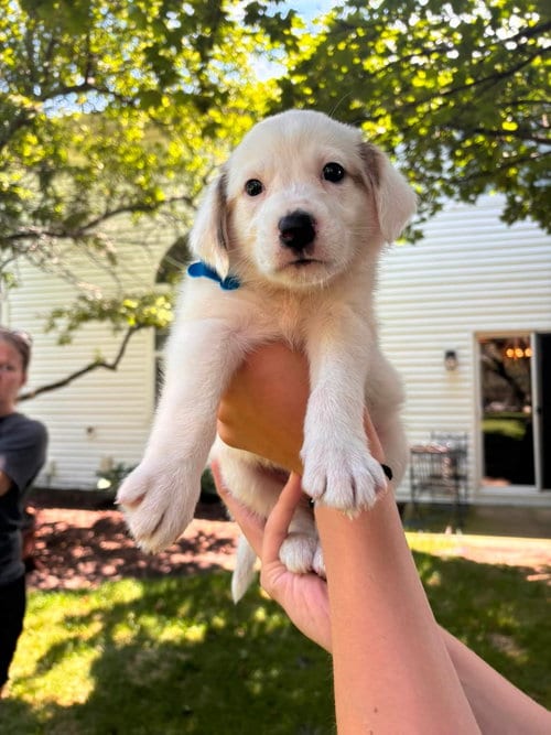 Photo of Dolly, adoptable Australian Shepherd in Plainfield, Illinois