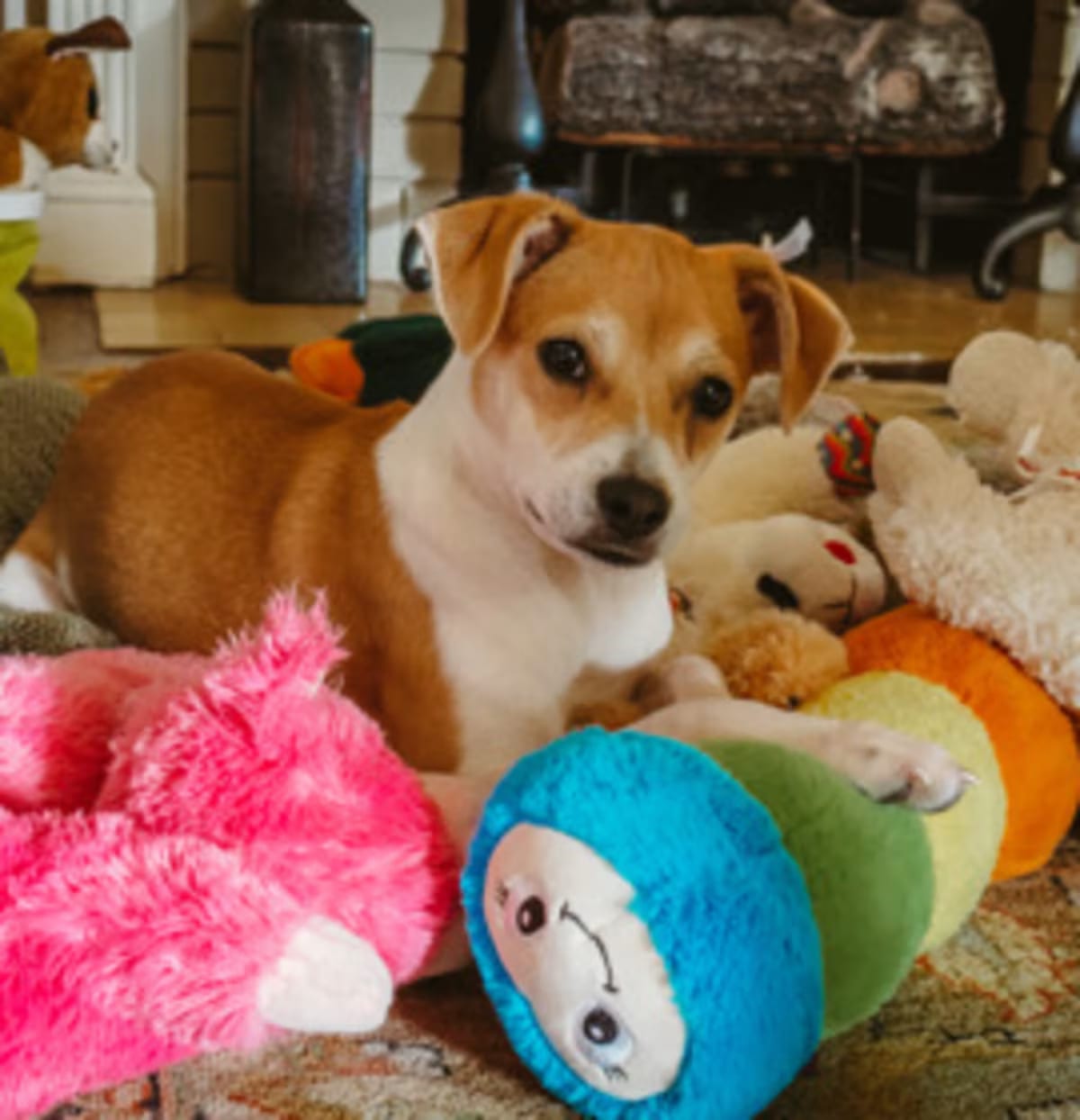 Photo of Piper IN FOSTER, adoptable Terrier (Unknown Type, Medium) in New Orleans, Louisiana