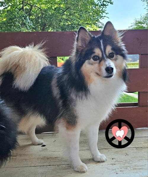 Photo of Poncho, adoptable Pomeranian in Lebanon, Pennsylvania