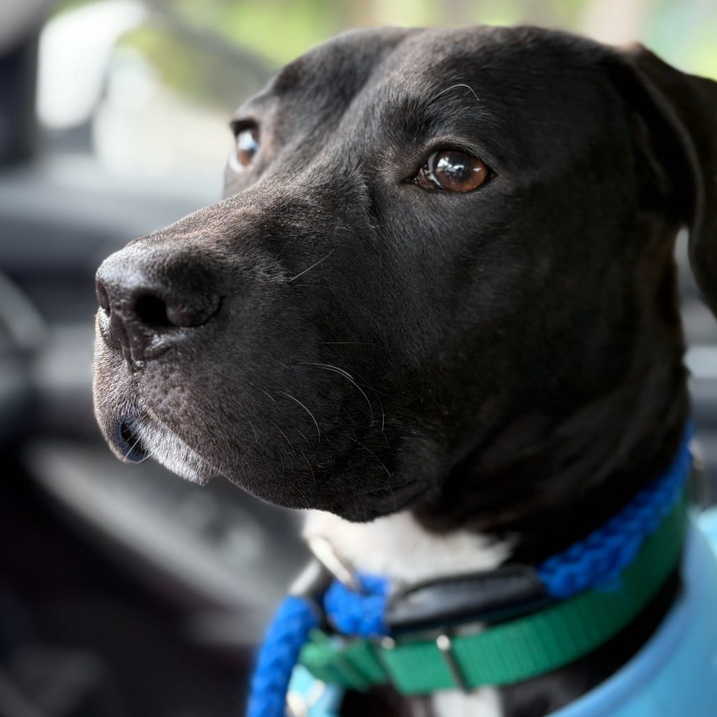 Photo of Bart, adoptable Terrier, Pit Bull in Greensboro, North Carolina