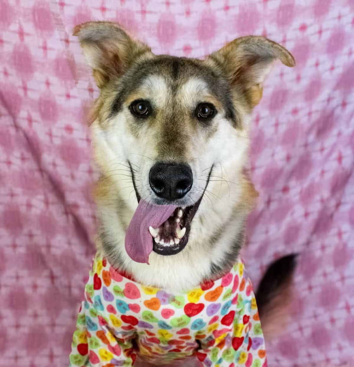 Photo of Marty, adoptable German Shepherd Dog/Husky in Beaverton, Oregon
