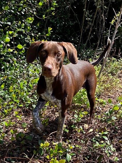 Photo of Jazzy Mae, adoptable Pointer in New Orleans, Louisiana