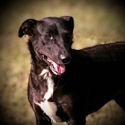 Photo of Shadow, adoptable Beagle Mixed Breed (Medium) in Pittsfield, Illinois