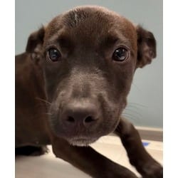 Photo of Tinsley, adoptable Labrador Retriever in San Antonio, Texas