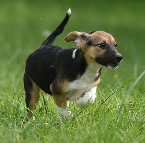 Photo of Rylan, adoptable Shepherd in Mechanicsburg, Pennsylvania