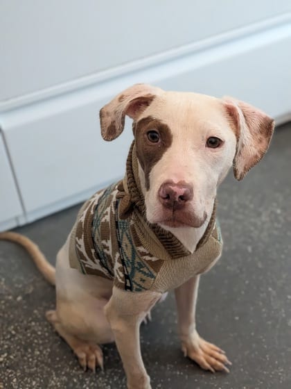 Photo of Moonpie, adoptable Terrier in New Orleans, Louisiana