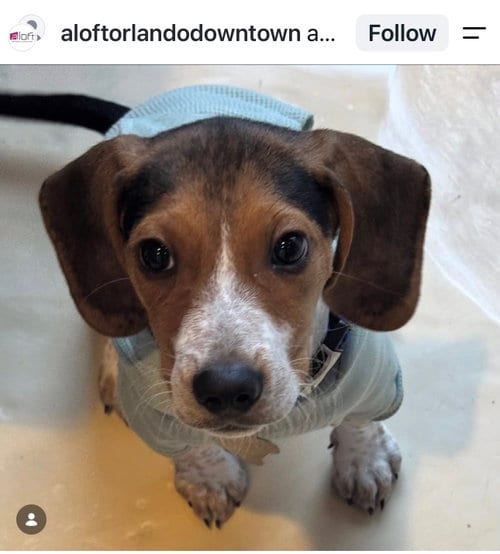 Photo of Copper *FH - Aloft Hotel DTO, adoptable Beagle in Sanford, Florida