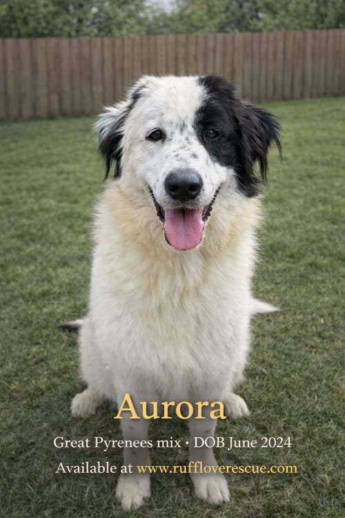 Photo of Aurora, adoptable Great Pyrenees in Thomasville, North Carolina