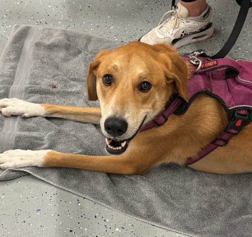 Photo of Kit, adoptable Great Pyrenees in Brooklyn Center, Minnesota