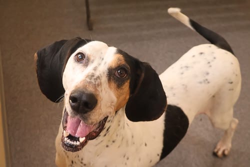 Photo of Missy, adoptable Bluetick Coonhound in Low Moor, Virginia
