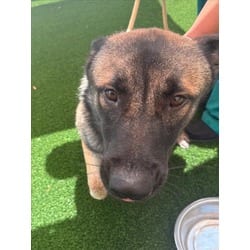Photo of Goober, adoptable German Shepherd Dog in Texas City, Texas