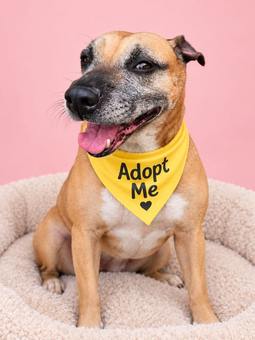 Photo of Tina, adoptable Black Mouth Cur in Inglewood, California