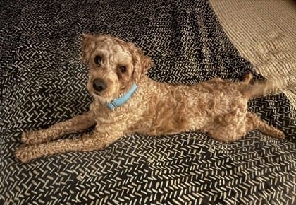 Photo of Phoenix, adoptable Poodle, Miniature/Mix in Annapolis, Maryland