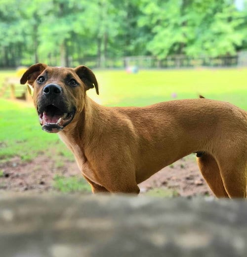 Photo of Lana, adoptable Boxer in Greenville, South Carolina