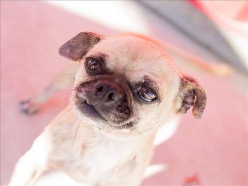 Photo of Maple, adoptable Pug in Tracy, California
