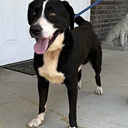 Photo of Axel, adoptable Labrador Retriever Border Collie in Washington, Georgia