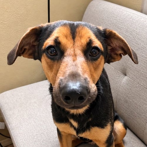 Photo of Bowie, adoptable German Shepherd Dog in Lake Forest, California