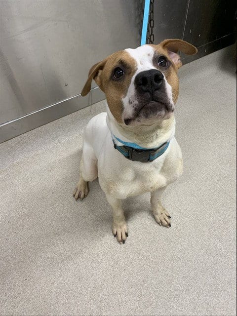 Photo of Chop, adoptable Staffordshire Bull Terrier in Fairbanks, Alaska