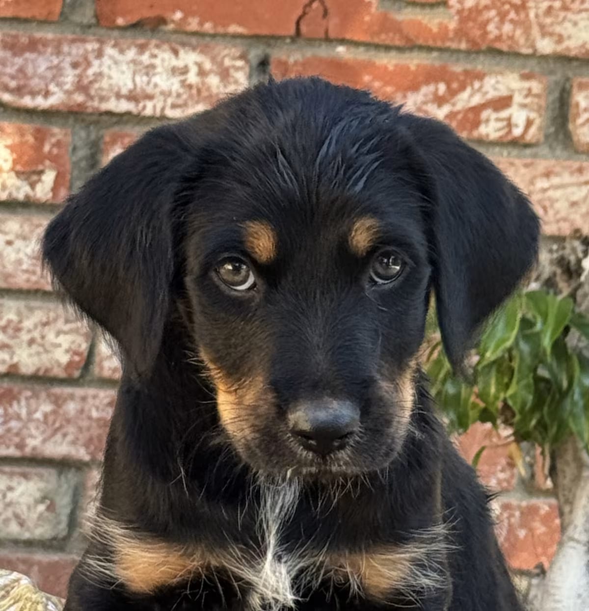 Photo of Margarita, adoptable Cattle Dog Goldendoodle in Valley Glen, California