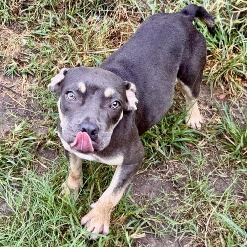 Photo of Lyra, adoptable American Bulldog in Houston, Texas