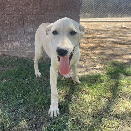 Photo of A1938690, adoptable Labrador Retriever in Thousand Palms, California