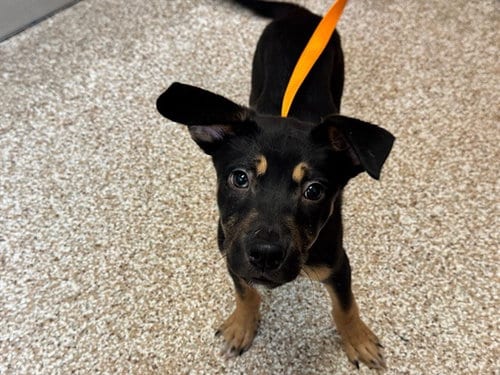 Photo of Ogden, adoptable Black Mouth Cur in Pueblo, Colorado