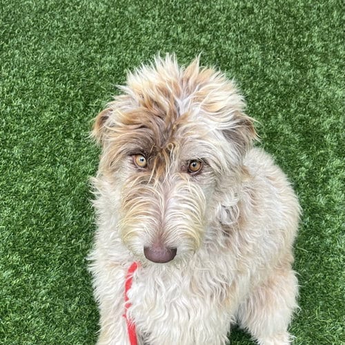 Photo of Duvalin, adoptable Poodle (Standard) in Burlingame, California