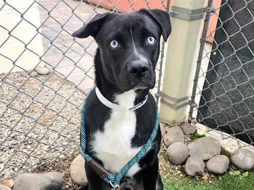 Photo of Presto, adoptable American Pit Bull Terrier in Phoenix, Arizona