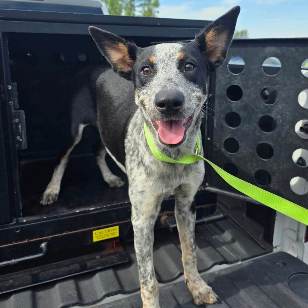 Photo of Memphis 26-10-051, adoptable American Blue Heeler in Bastrop, Texas