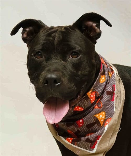Photo of Buster, adoptable Terrier in Sanford, Florida