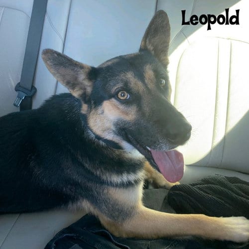 Photo of Leopold, adoptable Shepherd in Vail, Arizona