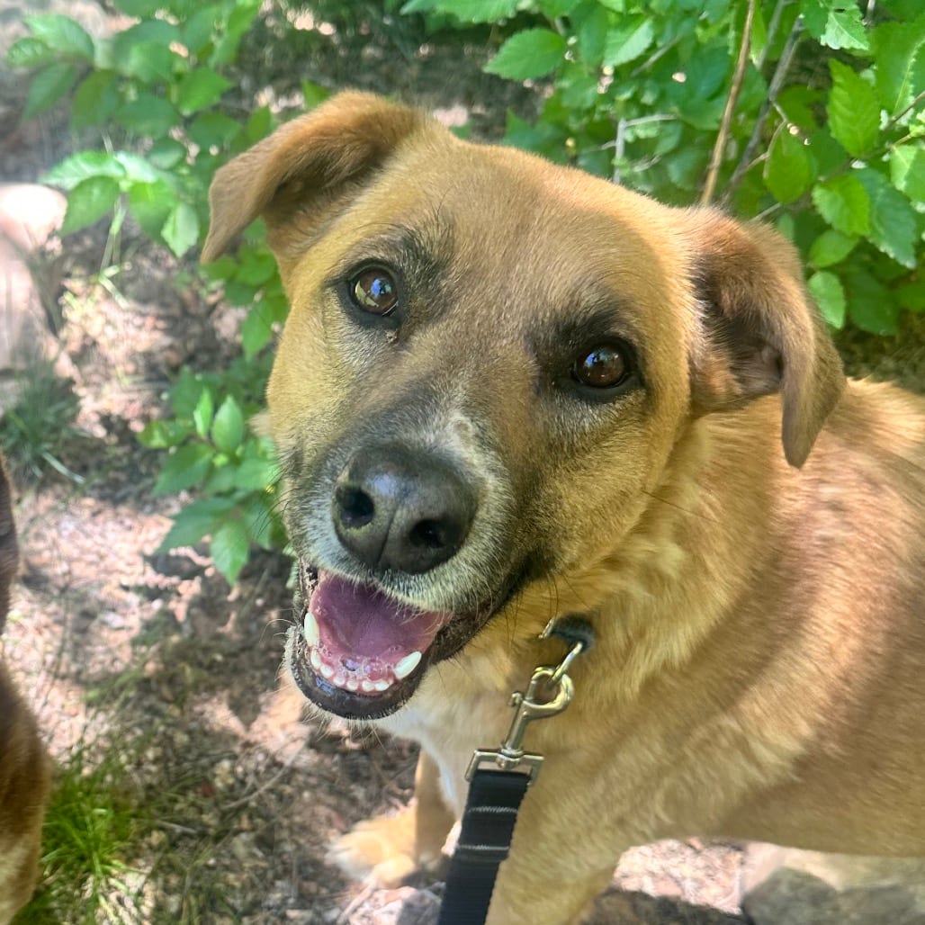 Photo of Marmoset, adoptable Retriever, Labrador / Mix in Kanab, Utah