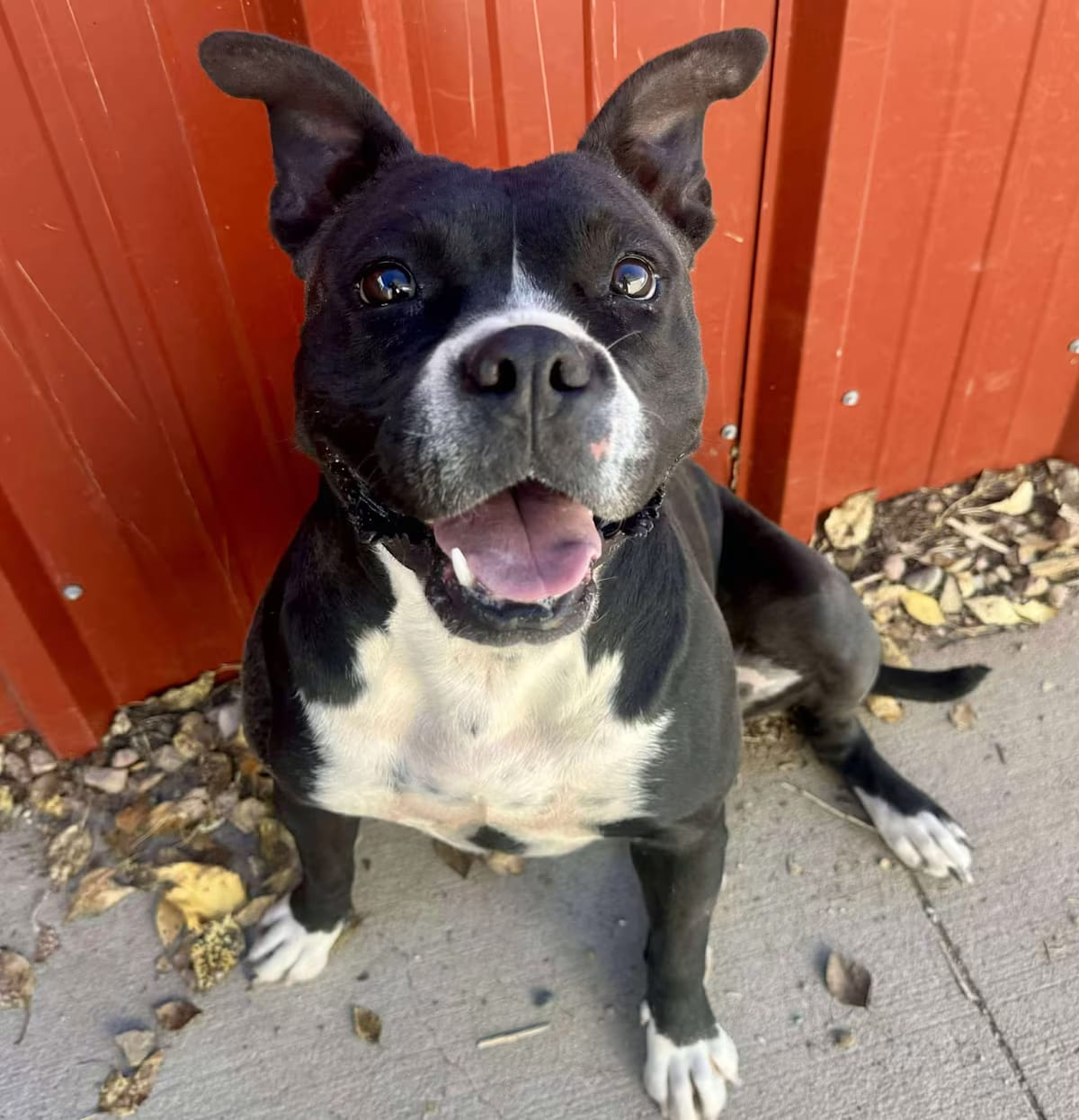 Photo of Bambi, adoptable American Staffordshire Terrier in Rye, Colorado